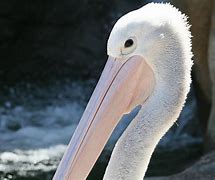 马特乌斯预测欧洲杯半决赛最新消息